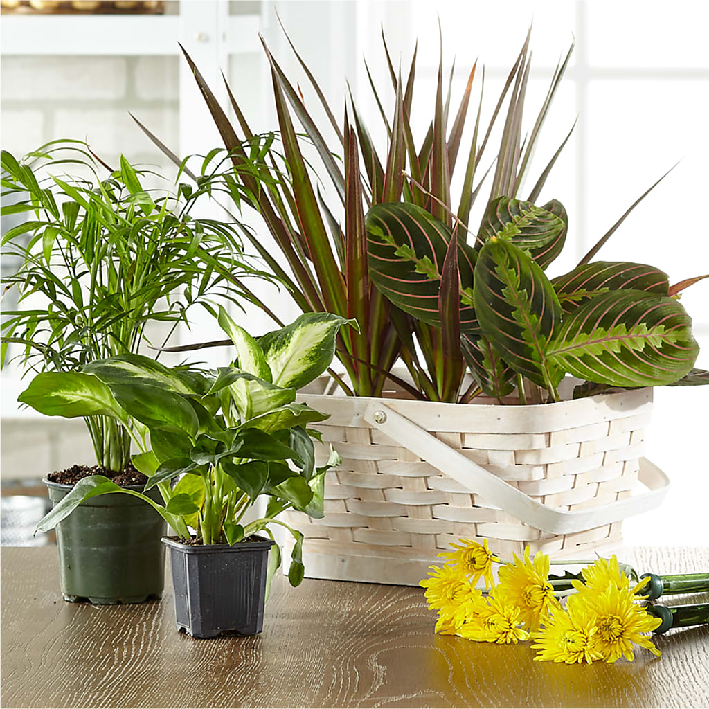 Florist Designed Blooming and Green Plants in a Basket – Love Blossoms Florist, Lexington NC