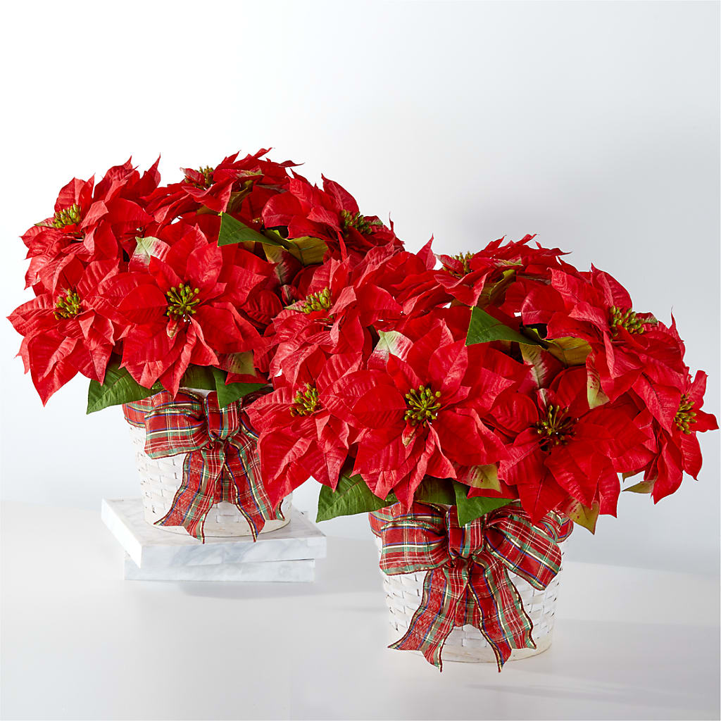 Happiest Holidays Poinsettia Bundle – Love Blossoms Florist, Lexington NC