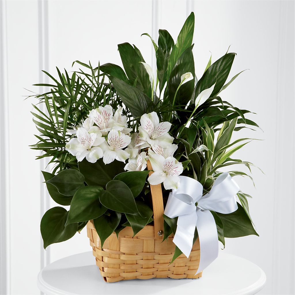 Peace & Serenity Dishgarden – Love Blossoms Florist, Lexington NC