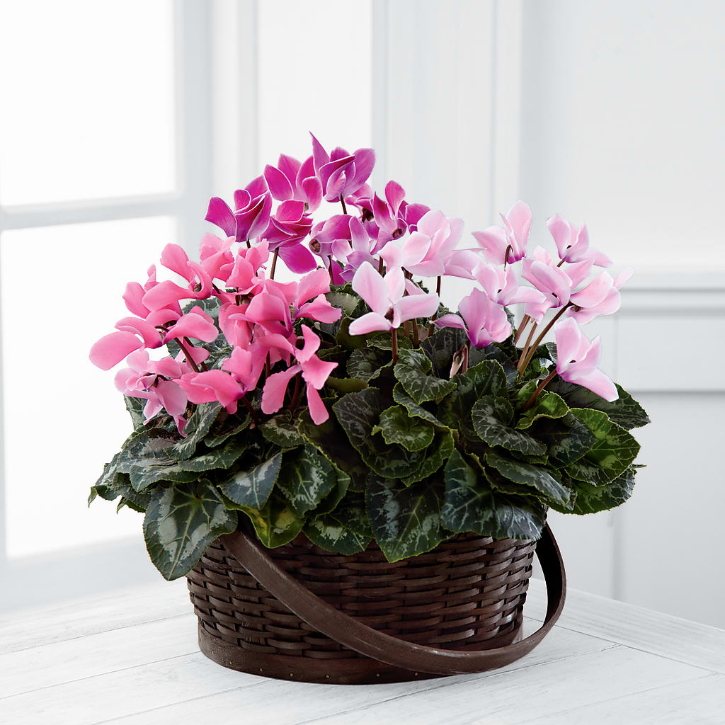 Mixed Cyclamen Planter – Love Blossoms Florist, Lexington NC