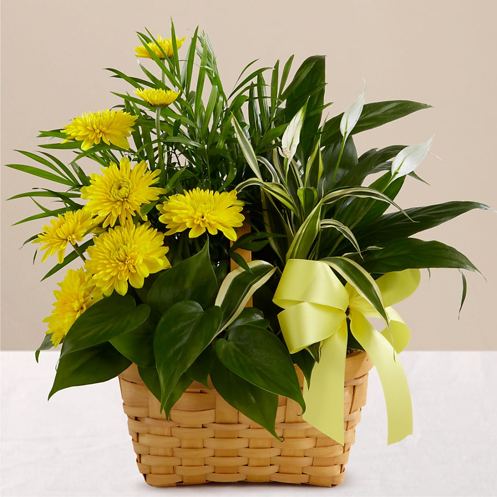 Loving Light Dishgarden – Love Blossoms Florist, Lexington NC