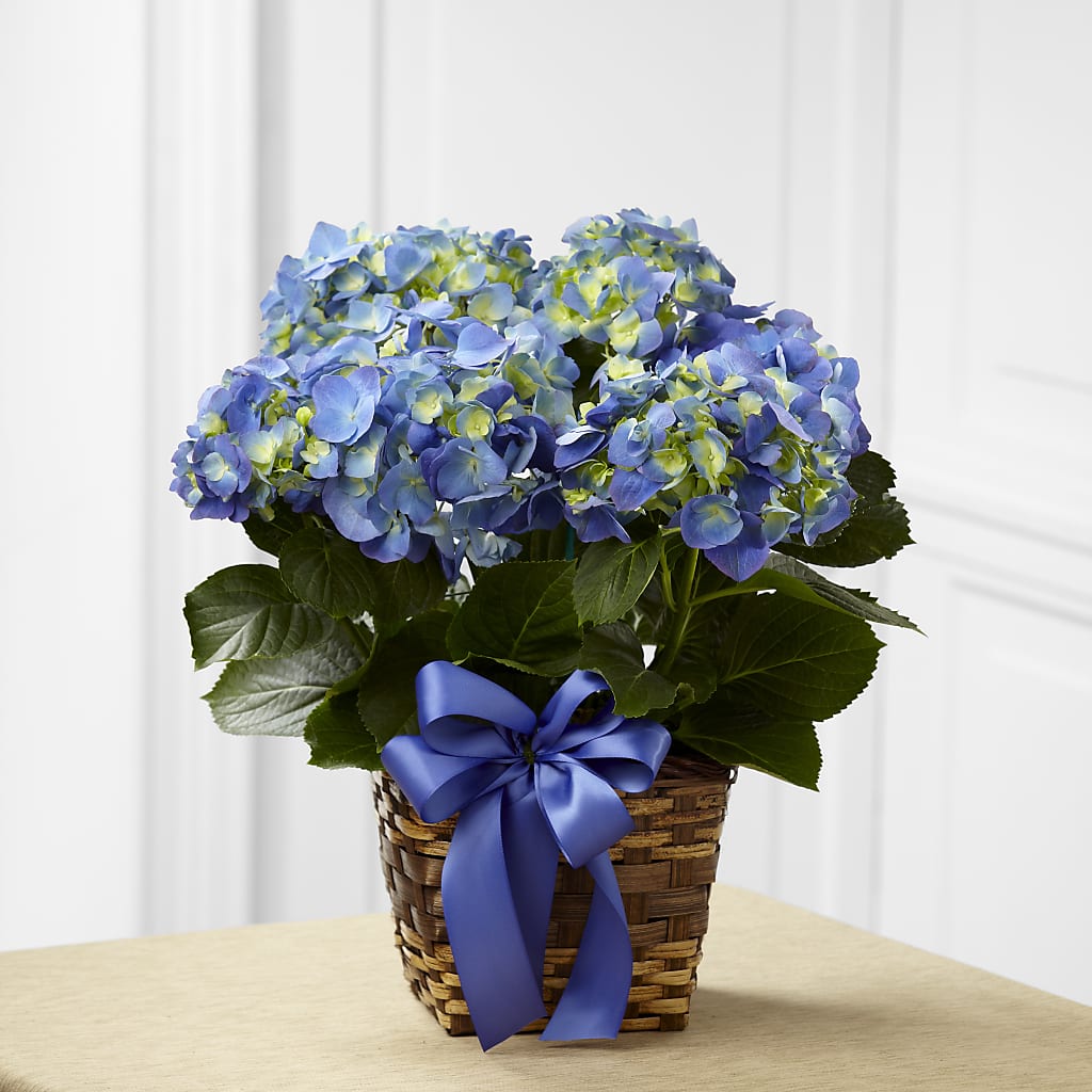 Blue Hydrangea Planter – Love Blossoms Florist, Lexington NC