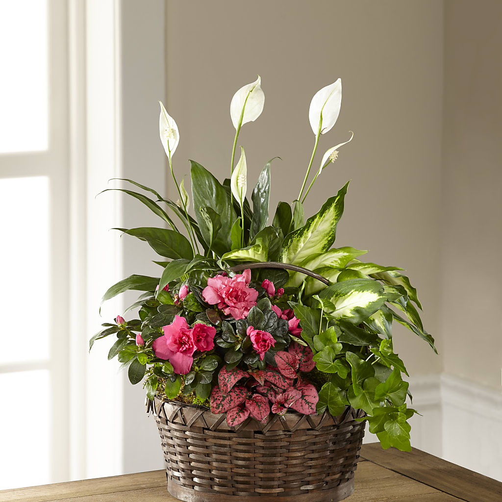 Dream in Pink Dishgarden – Love Blossoms Florist, Lexington NC