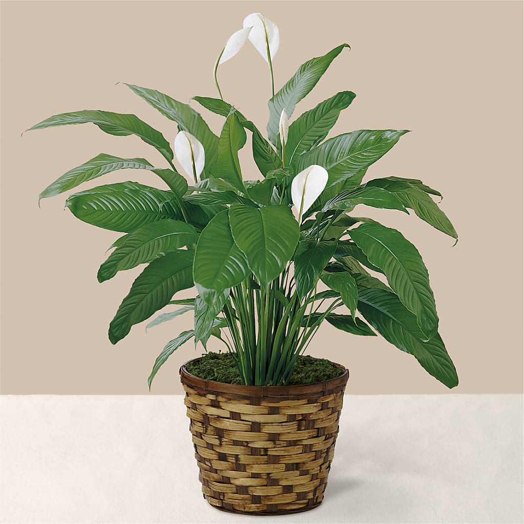 Tranquil Moments Peace Lily Plant – Love Blossoms Florist, Lexington NC