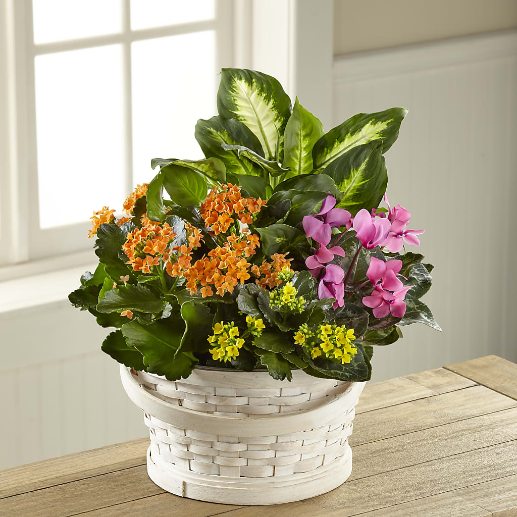Color Crush Dishgarden – Love Blossoms Florist, Lexington NC