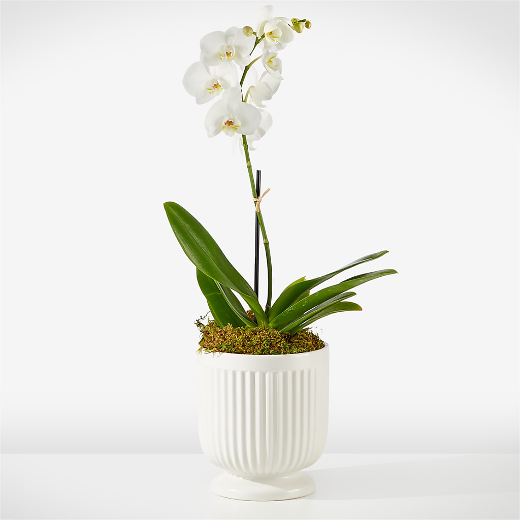 Whispering White Orchid – Love Blossoms Florist, Lexington NC