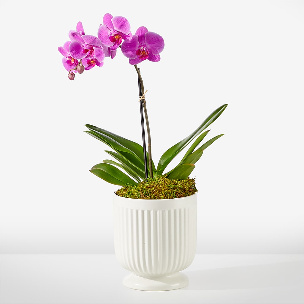 Friendly Fuchsia Orchid – Love Blossoms Florist, Lexington NC
