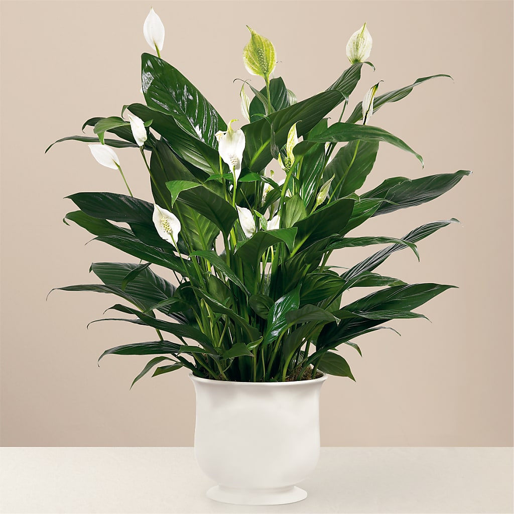 Comfort Planter – Love Blossoms Florist, Lexington NC