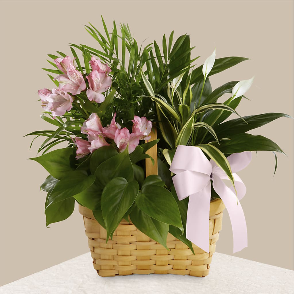 Living Spirit Dishgarden – Love Blossoms Florist, Lexington NC