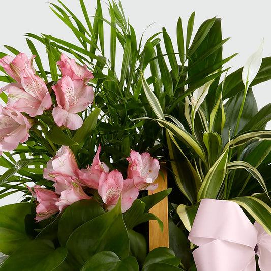 Living Spirit Dishgarden – Love Blossoms Florist, Lexington NC