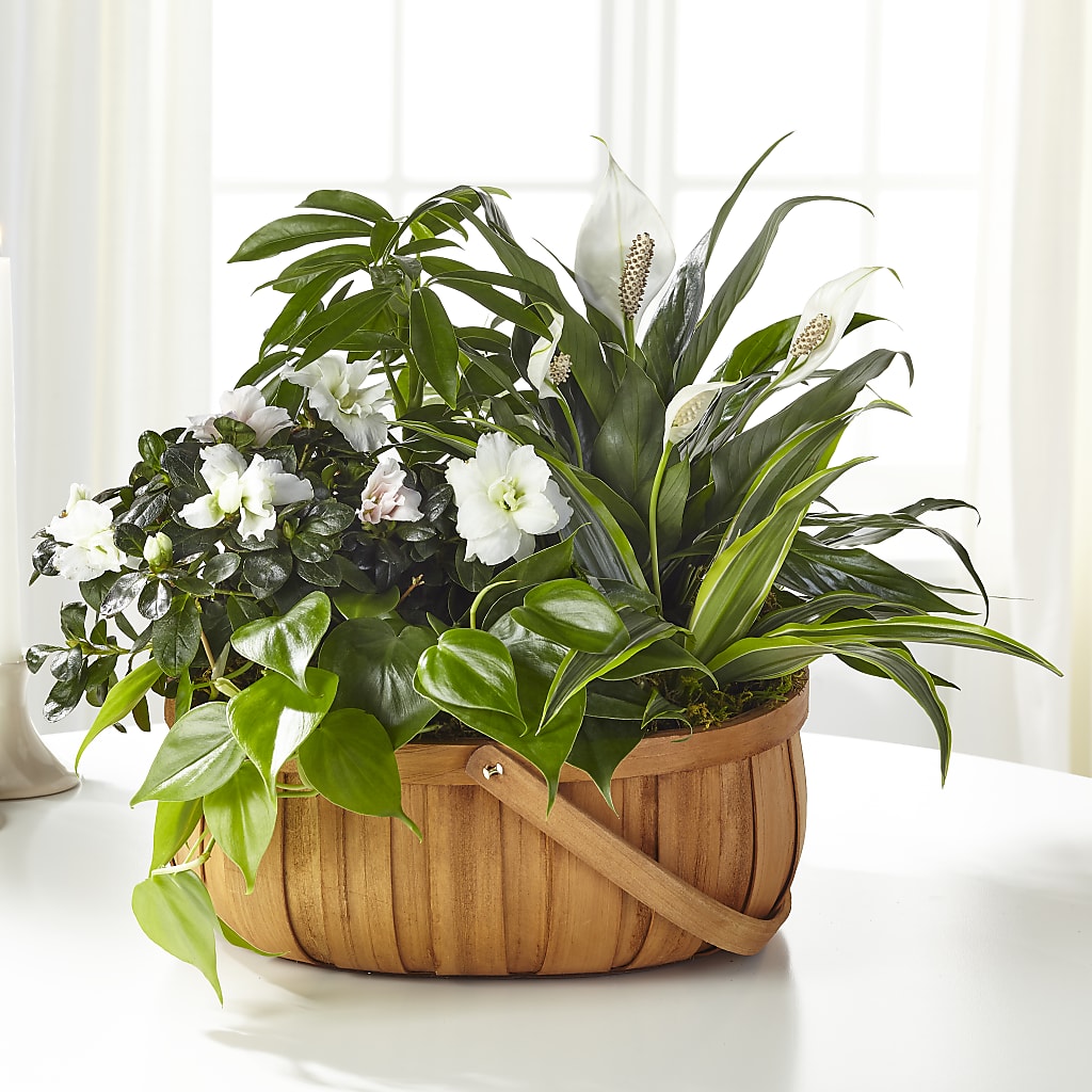 Serene Dishgarden – Love Blossoms Florist, Lexington NC