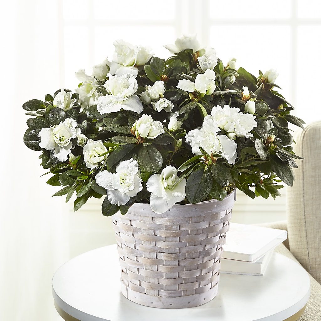 White Azalea Plant – Love Blossoms Florist, Lexington NC