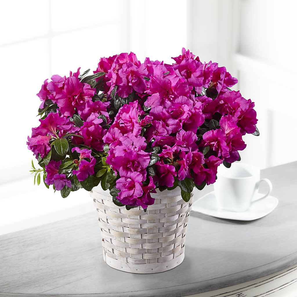 Hope & Serenity Azalea Plant – Love Blossoms Florist, Lexington NC