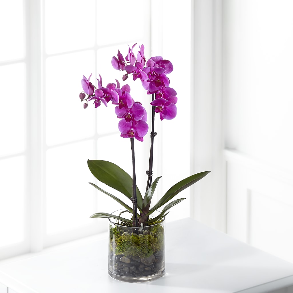 Pink Orchid Plant – Love Blossoms Florist, Lexington NC