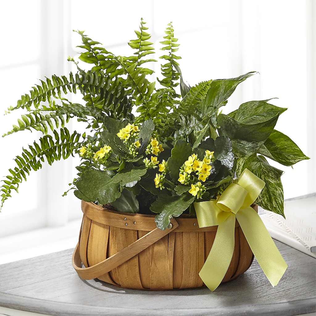 Always Dear Dishgarden – Love Blossoms Florist, Lexington NC