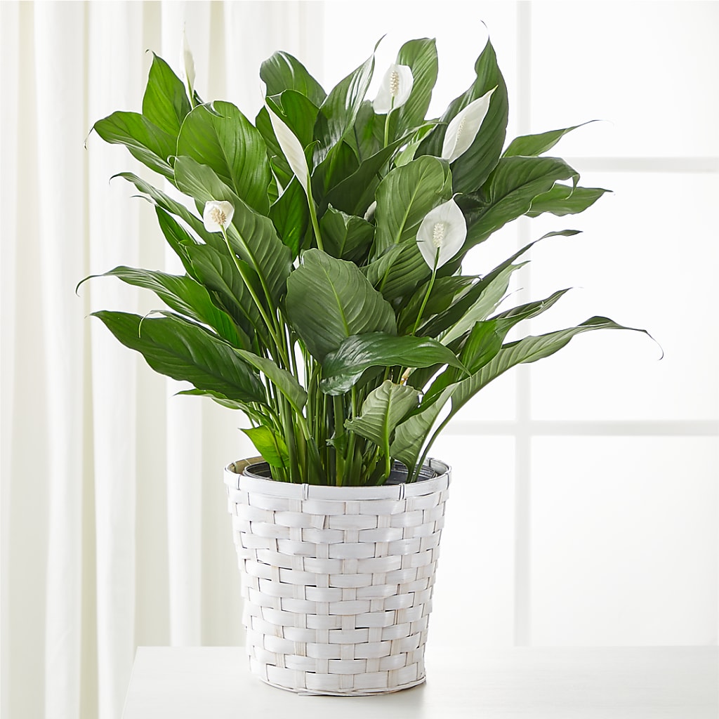 A New Leaf Peace Lily – Love Blossoms Florist, Lexington NC