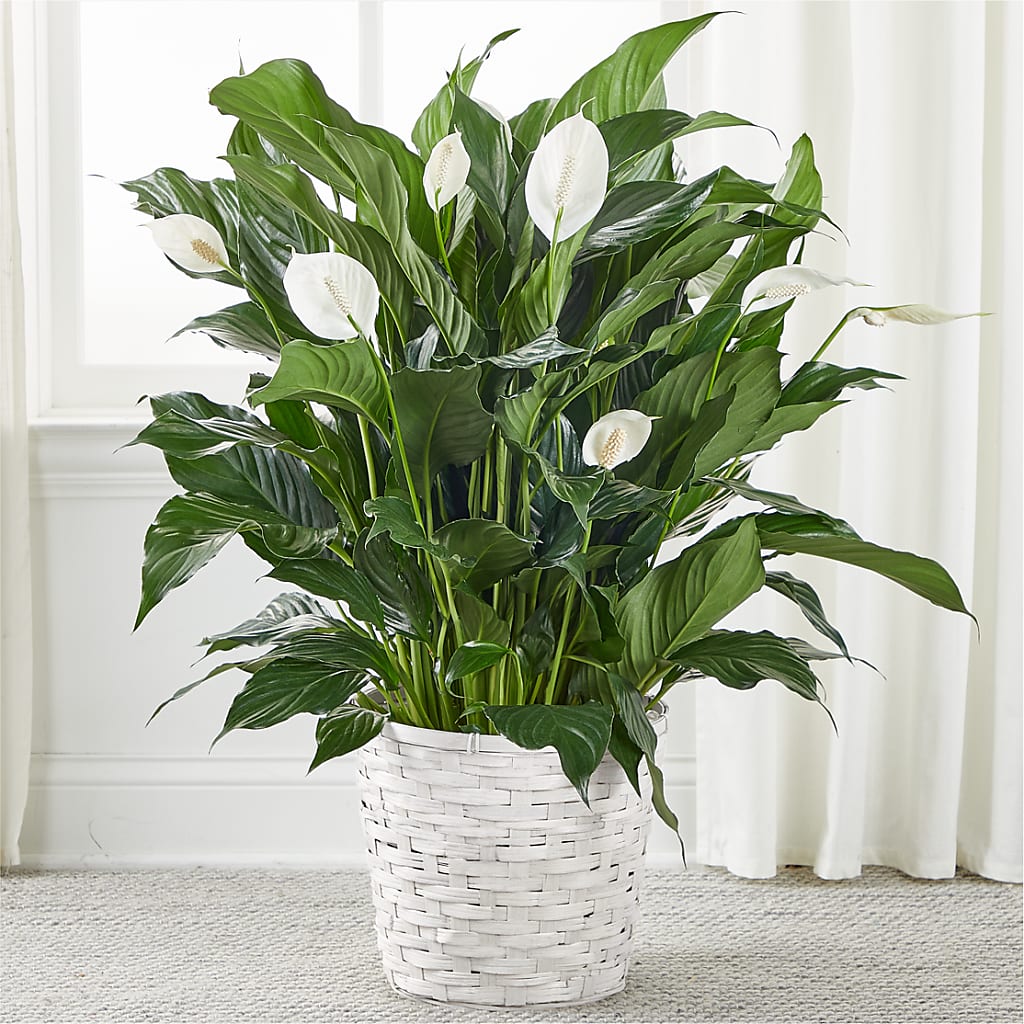 A New Leaf Peace Lily – Love Blossoms Florist, Lexington NC