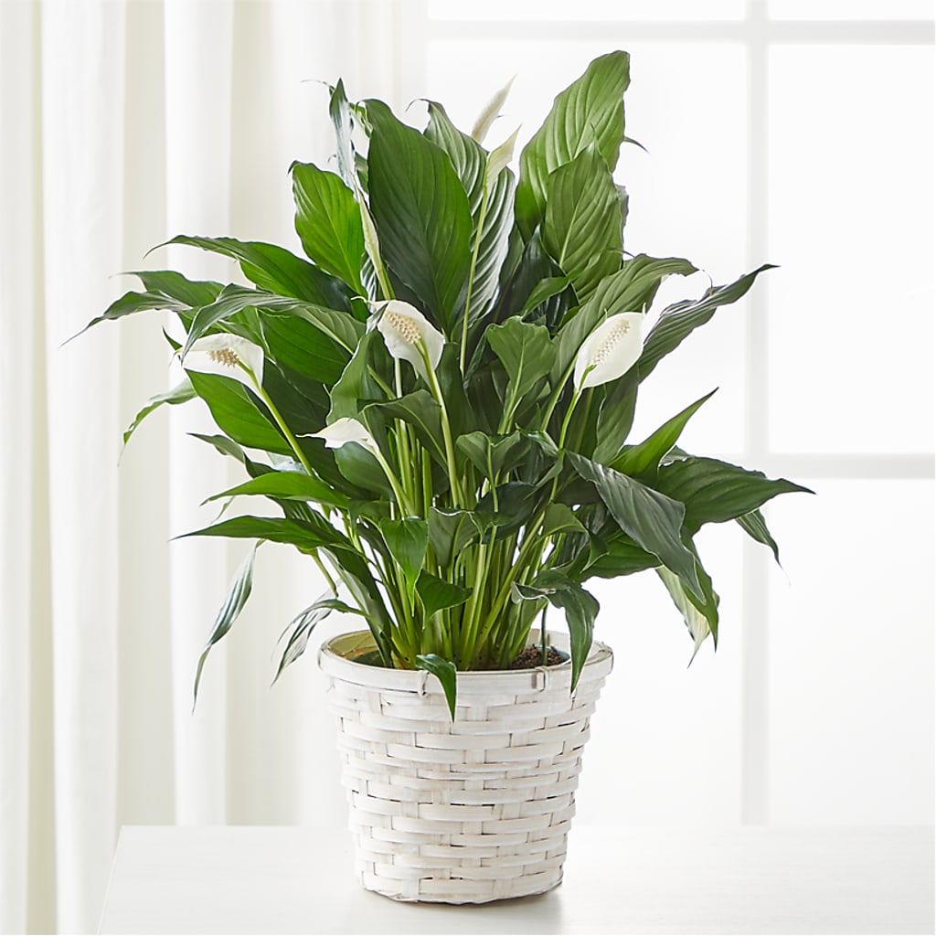 A New Leaf Peace Lily – Love Blossoms Florist, Lexington NC