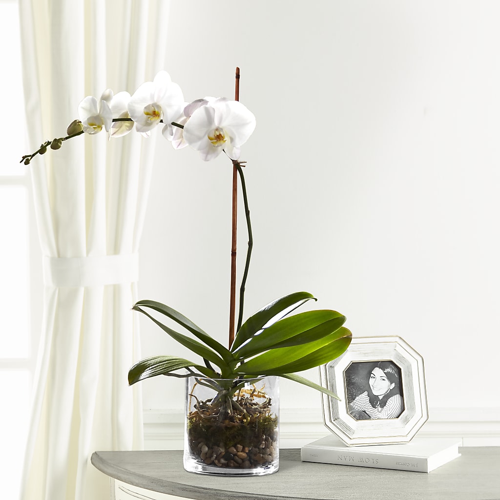 White Orchid Planter – Love Blossoms Florist, Lexington NC