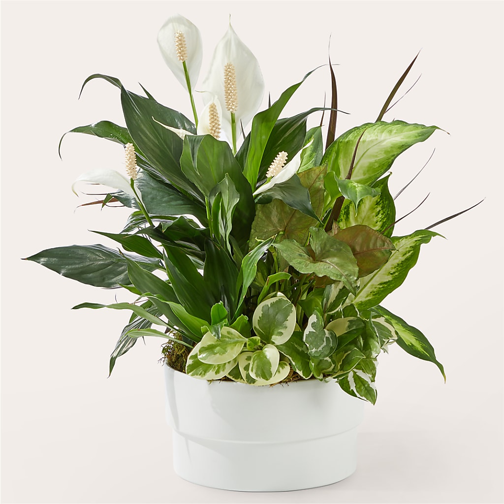 Radiating Positivity Dishgarden – Love Blossoms Florist, Lexington NC