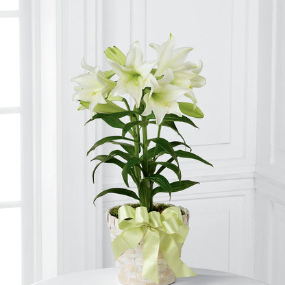 Easter Lily Plant –  Love Blossoms Florist, Lexington NC