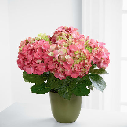 Pink Hydrangea Planter –  Love Blossoms Florist, Lexington NC