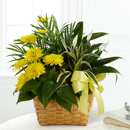 Loving Light Dishgarden –  Love Blossoms Florist, Lexington NC