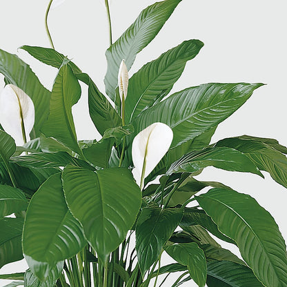 Tranquil Moments Peace Lily Plant –  Love Blossoms Florist, Lexington NC