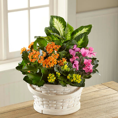 Color Crush Dishgarden –  Love Blossoms Florist, Lexington NC