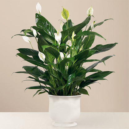 Comfort Planter –  Love Blossoms Florist, Lexington NC