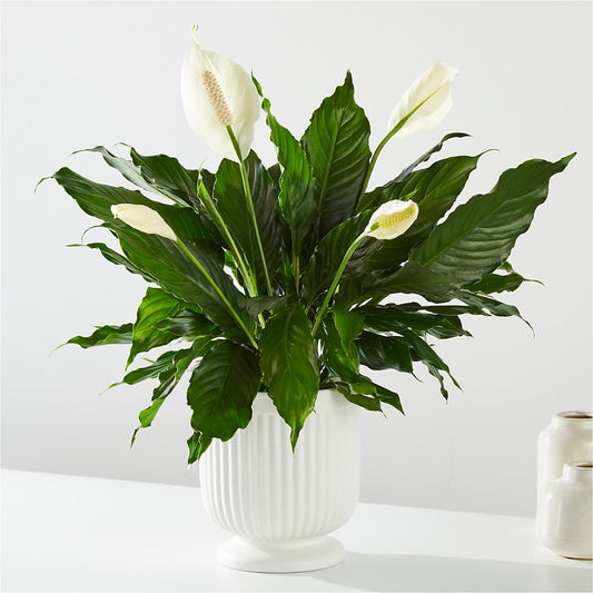 Comfort Planter –  Love Blossoms Florist, Lexington NC