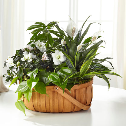 Serene Dishgarden –  Love Blossoms Florist, Lexington NC