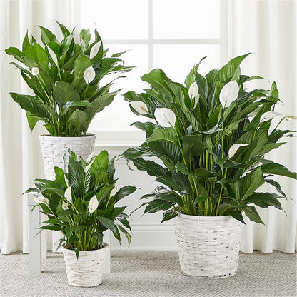 A New Leaf Peace Lily –  Love Blossoms Florist, Lexington NC