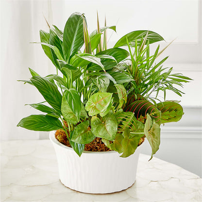 Balance & Harmony Dishgarden –  Love Blossoms Florist, Lexington NC