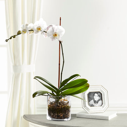 White Orchid Planter –  Love Blossoms Florist, Lexington NC